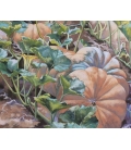 Ruggeri - Courges au champ - 46x55cm