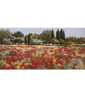 Ruggeri - Couleurs de mai - 23x46cm